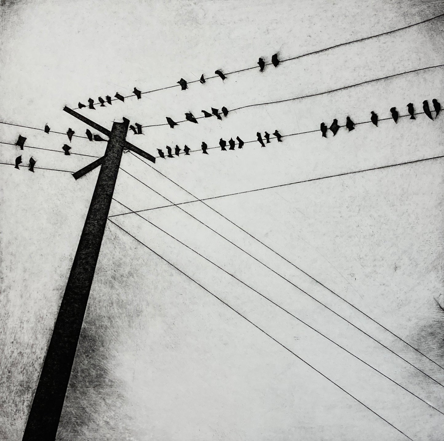 Birds On A Wire