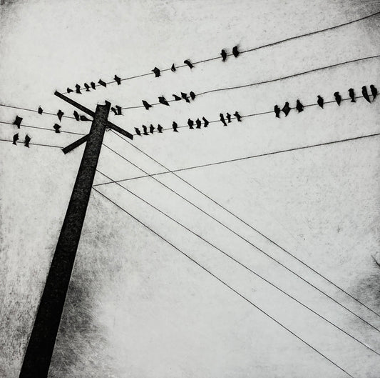 Birds On A Wire